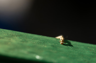 Gafanhoto com detalhes