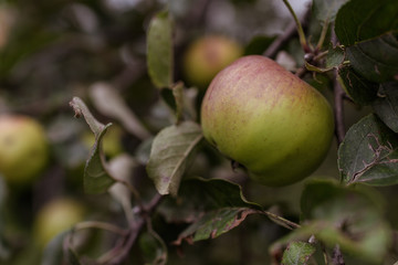 Autumn Austrian Organic Apple on Tree