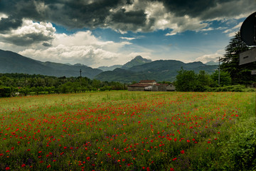Poppy fields, Castelvecchio Pascoli, Barga, Italy