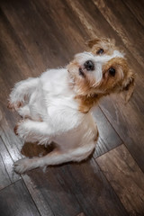 Hard haired furried pedigreed Jack Russel Terrier puppy serves. Dark background