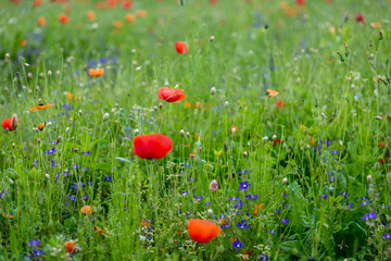 Poppy fields, Castelvecchio Pascoli, Barga, Italy