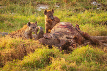 Spotted hyena hyenas 