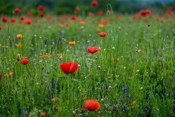 Poppy fields, Castelvecchio Pascoli, Barga, Italy