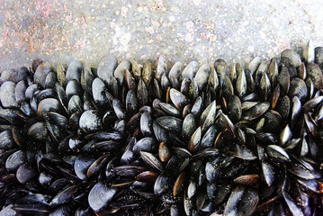 miesmuscheln  © andreacim