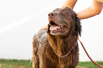 Happy dog taking a bath