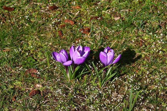 Lila Krokusse, Corcus