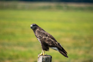Bussard
