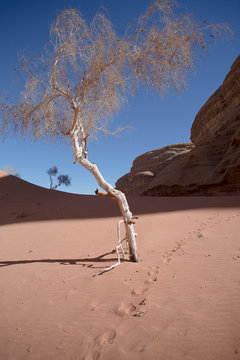 Wadi Rum Desert Landscape with Bare Tree, Red Sand, and Footprints