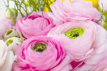 Fototapeta premium Frühlingsblumen - Ranunkeln blumenstrauß hintergrund