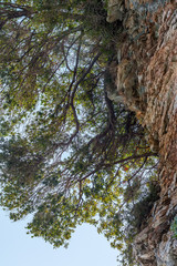 Tree on the edge of a cliff