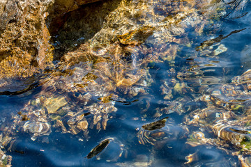 Coast of the Adriatic Sea