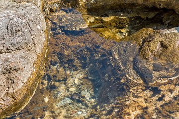 A lot of little fish. Rocky Coast. Adriatic Sea