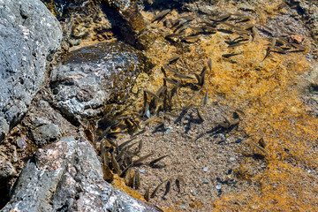 A lot of little fish. Rocky Coast. Adriatic Sea