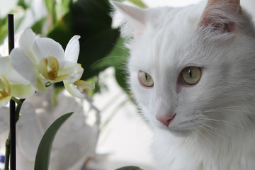 white cat in the grass