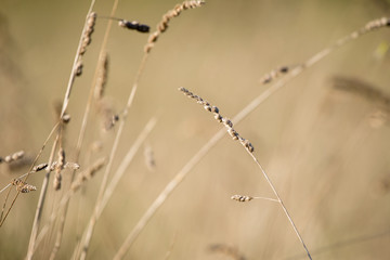 Vegetação de verão