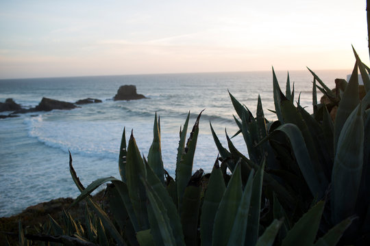 Sunset over rocky coast with agave plants and ocean waves