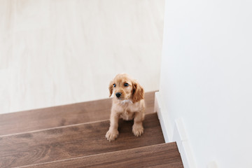 2 month old cute english cocker spaniel puppy on the stairs