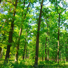 Forest in spring with green trees and bright day.