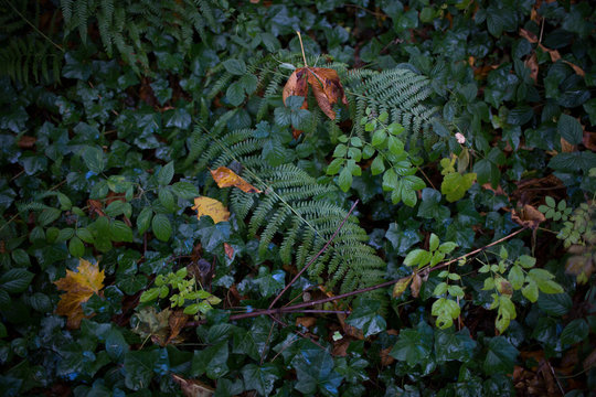 Lush Green Ground Cover: Ferns, Ivy, and Fallen Leaves