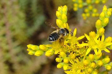 Mauerbiene an Mauerpfeffer,  Osmia 