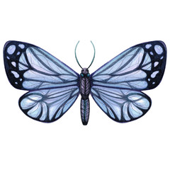 watercolor blue butterfly