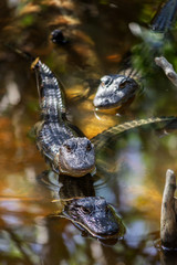 Wild Alligators in a Florida Mangrove Swamp