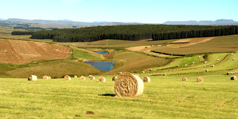 Beaitiful green landscape, hay-field and hey-stacks in the foreground,  yellow sunflowers on the background.. 