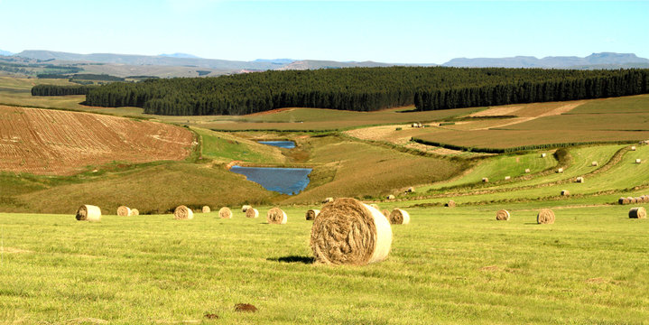 Beaitiful green landscape, hay-field and hey-stacks in the foreground,  yellow sunflowers on the background.. 