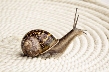 Curious Snail