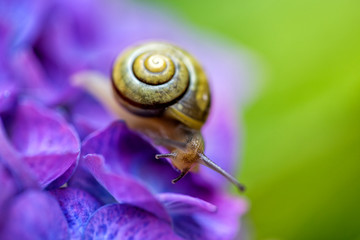 Snail on Hortensia Flower