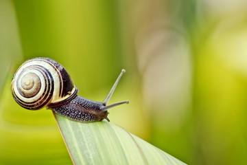 Snail on green Leaf
