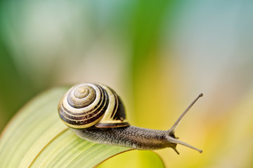 Snail on green Leaf