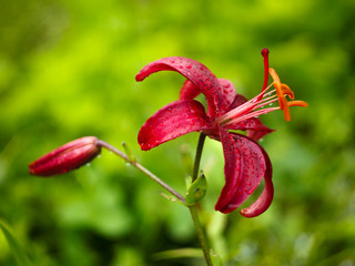 red lily with drops of rain