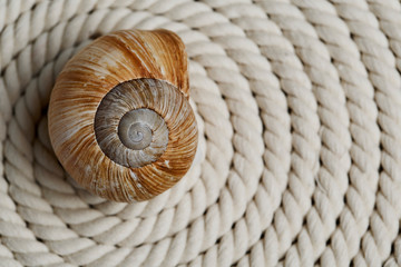 Snail Shell