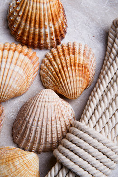 รูปภาพCardiidae เลือกดูภาพถ่ายสต็อก เวกเตอร์ และวิดีโอ45,101 Adobe