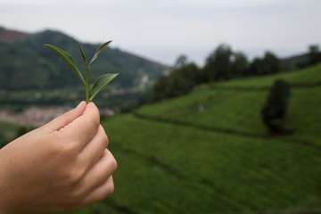 Fototapeta na wymiar the girl hold the fresh tea sprouts or leaf in the hand at the beautiful tea field from Rize.
