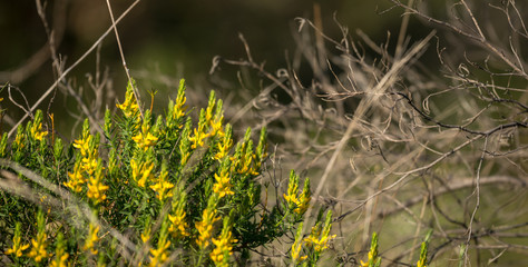 Vegetação de verão
