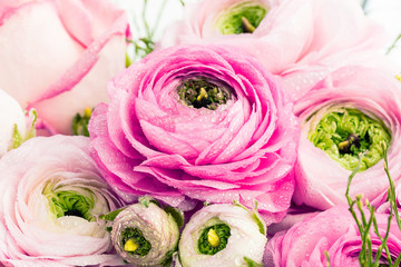 Frühlingsblumen  - Ranunkeln blumenstrauß hintergrund