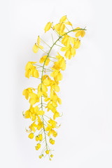 Golden Shower Tree on white background