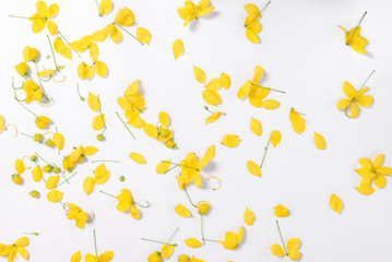 Golden Shower Tree on white background