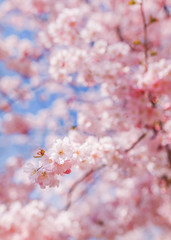 Cherry blossom in Vienna in spirngtime