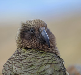 Wilder Kea Papagei in den Bergen in Neuseeland
