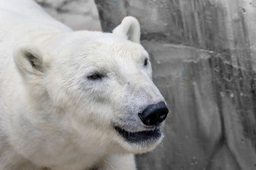 Obraz na płótnie Canvas muzzle of a wild animal polar bear