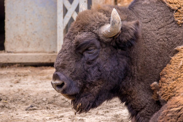 Fototapeta premium head of a herbivore bison at the zoo