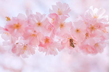 Yellow jacket wasp pollinating beautiful rose bloom in springtime