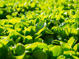 Grüner Salat: Vogerlsalat – Feldsalat – Rapunzel - (Valerianella locusta), Nüsslisalat,...