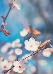 Spring time wild flower blossom