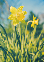 Fototapeta premium Wild daffodil on green meadow