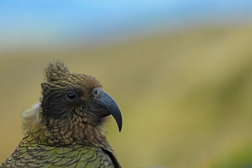 Wilder Kea Papagei in den Bergen in Neuseeland