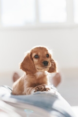 English cocker spanile puppy lying on somebody unknown